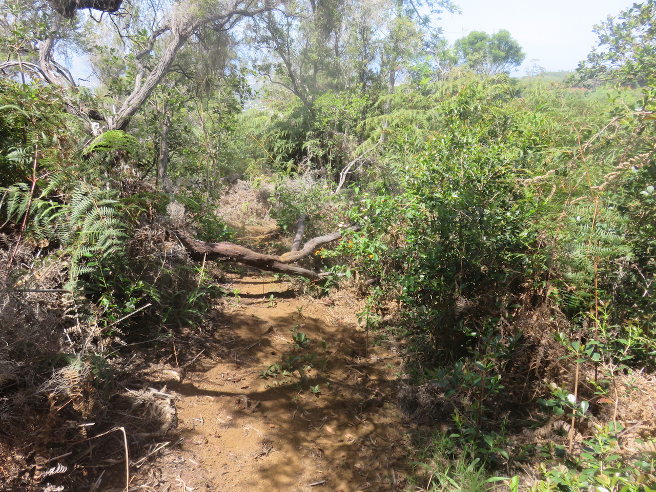        10. Le sentier longeant le rempart au-dessus du Bras de la Plaine.jpeg                        