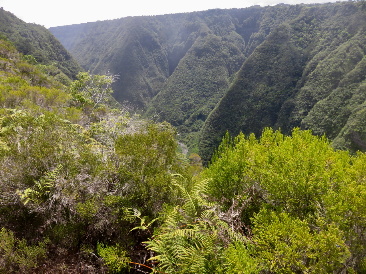 11. En bas, le Bras de la Plaine (vue vers l'est).jpeg