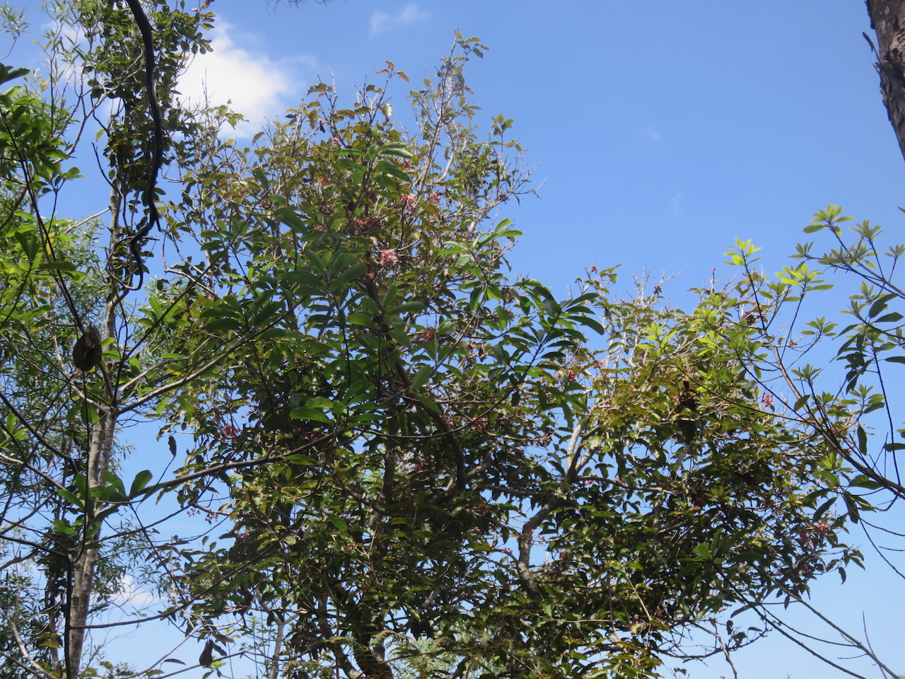                    13. En fleur, Syzygium cymosum - Bois de pomme rouge - Myrtacée - B.jpeg            