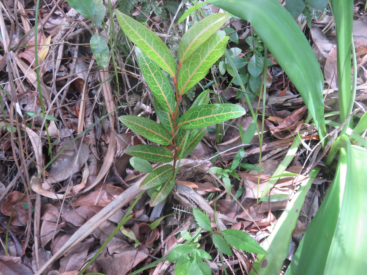 15. Juvénile de Olax psittacorum- Bois d'effort - Olacacee - Endémique Réunion Maurice.jpeg            