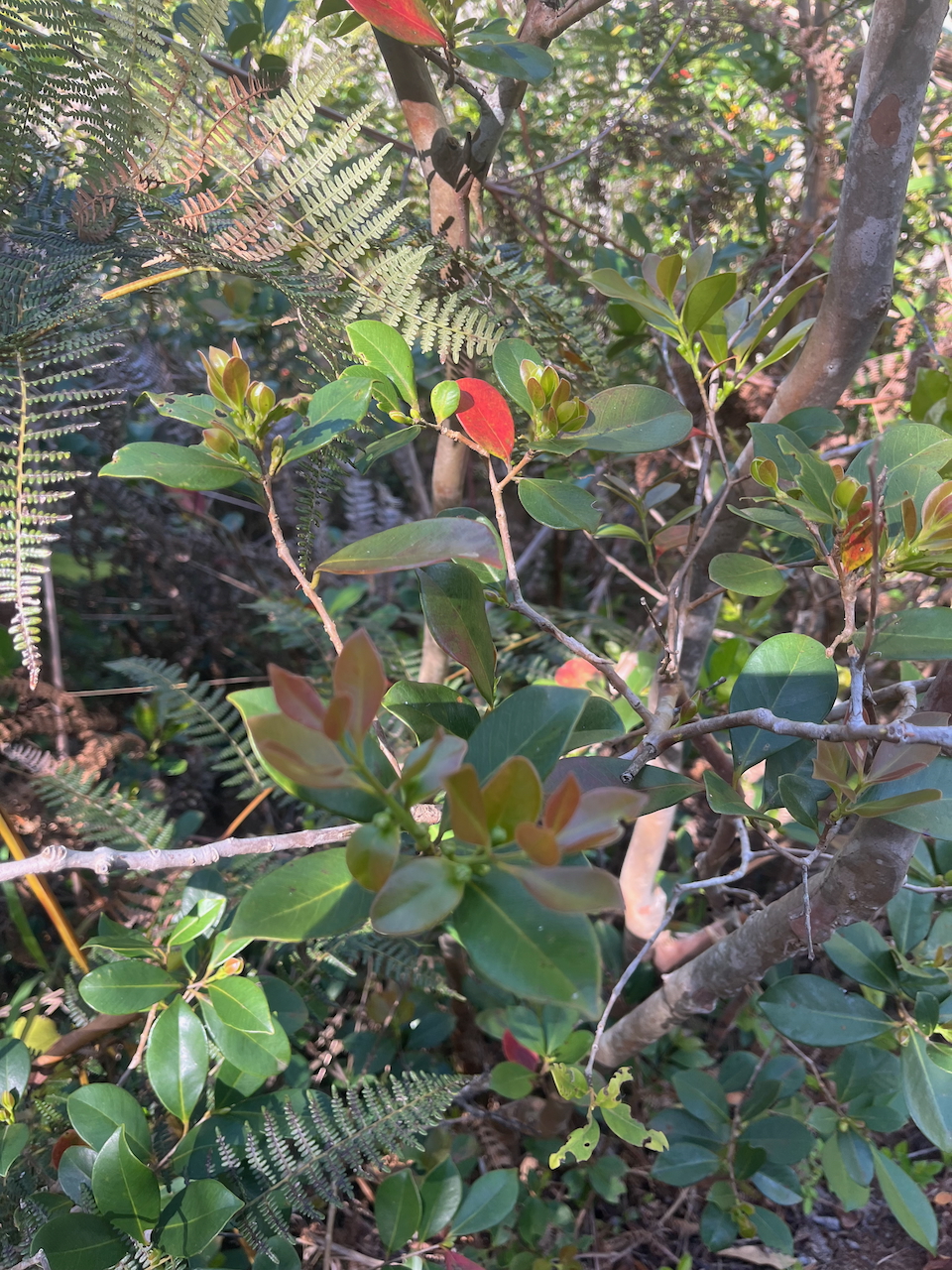 2. Goyaviers en pleine croissance dans les fougères aigles.jpeg