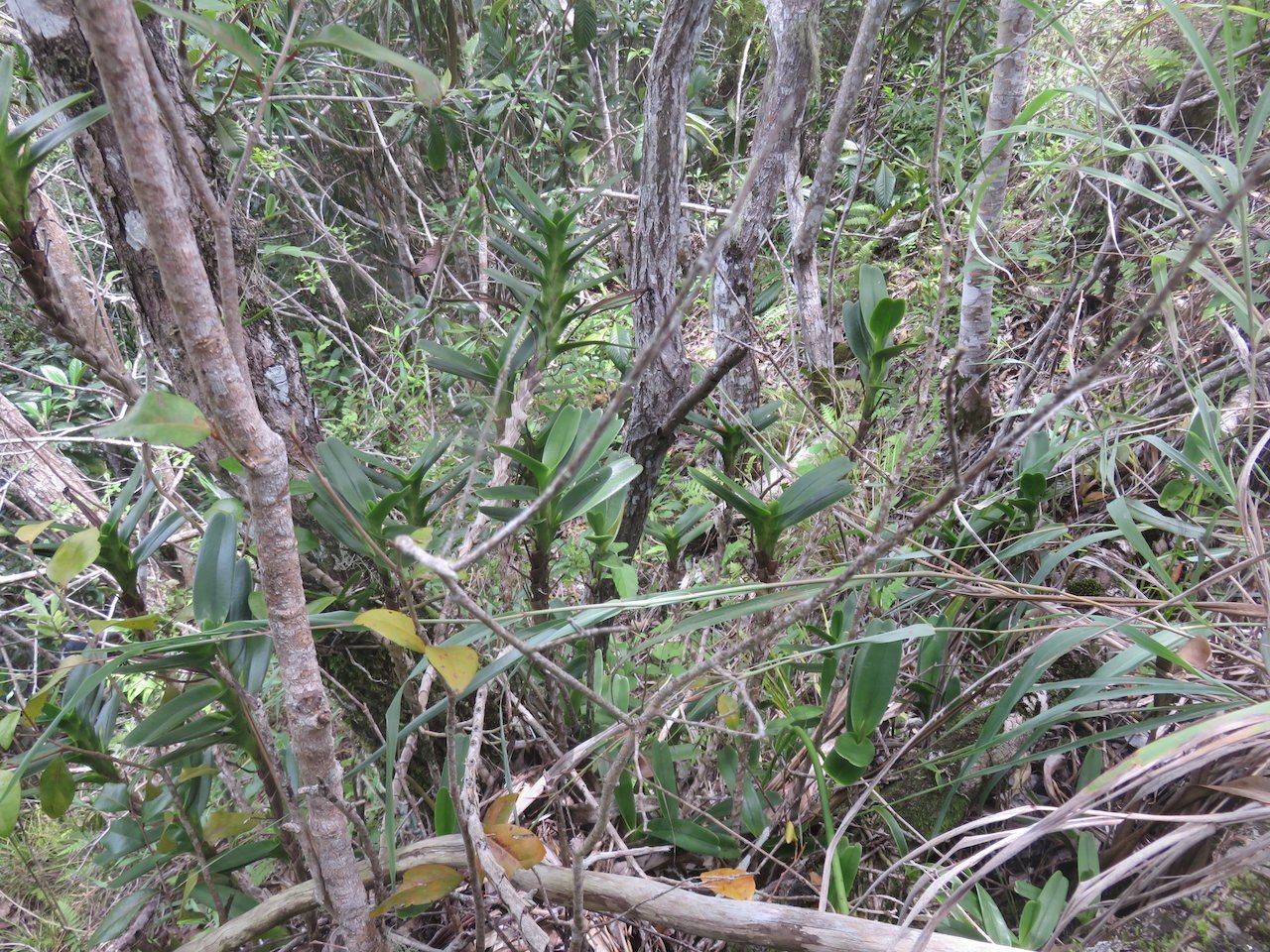             21. Jumellea recta Faux faham Orchidaceae ENDEMIQUE LA REUNION, MAURICE.jpeg                   