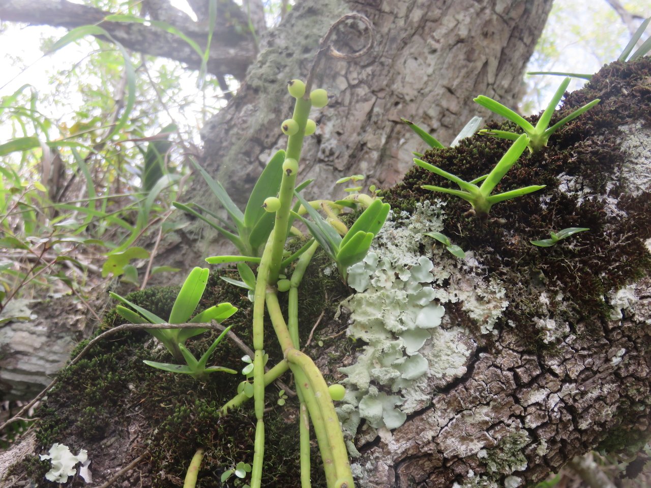            23. Rhipsalis baccifera (J.S. Muell.) Stearn - La perle - Cactaceae - Indigène La Réunion.jpeg                    