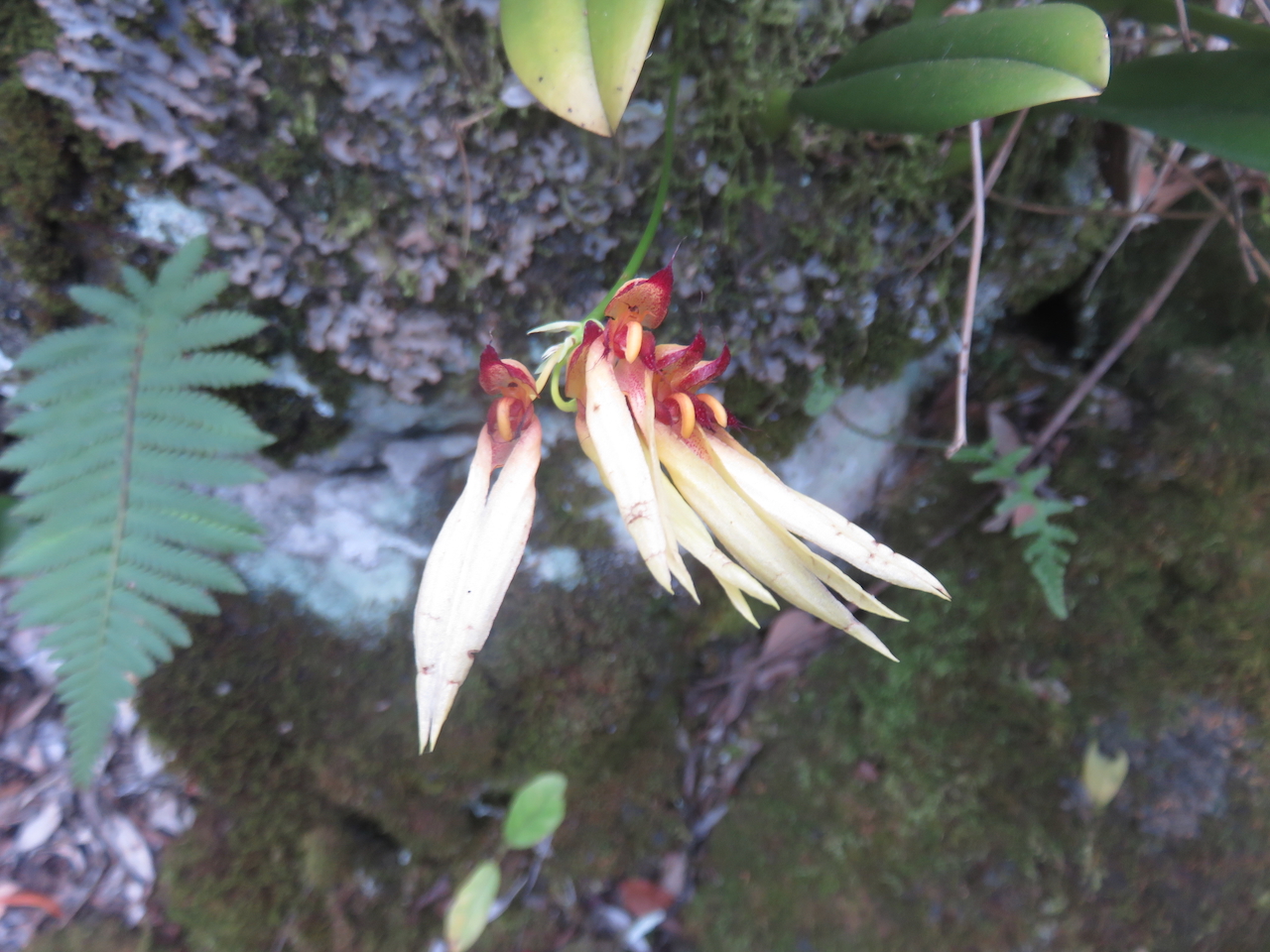              25. ??? Sous-espèce de Bulbophyllum longiflorum Orchidaceae INDIGENE LA REUNION.jpeg                  
