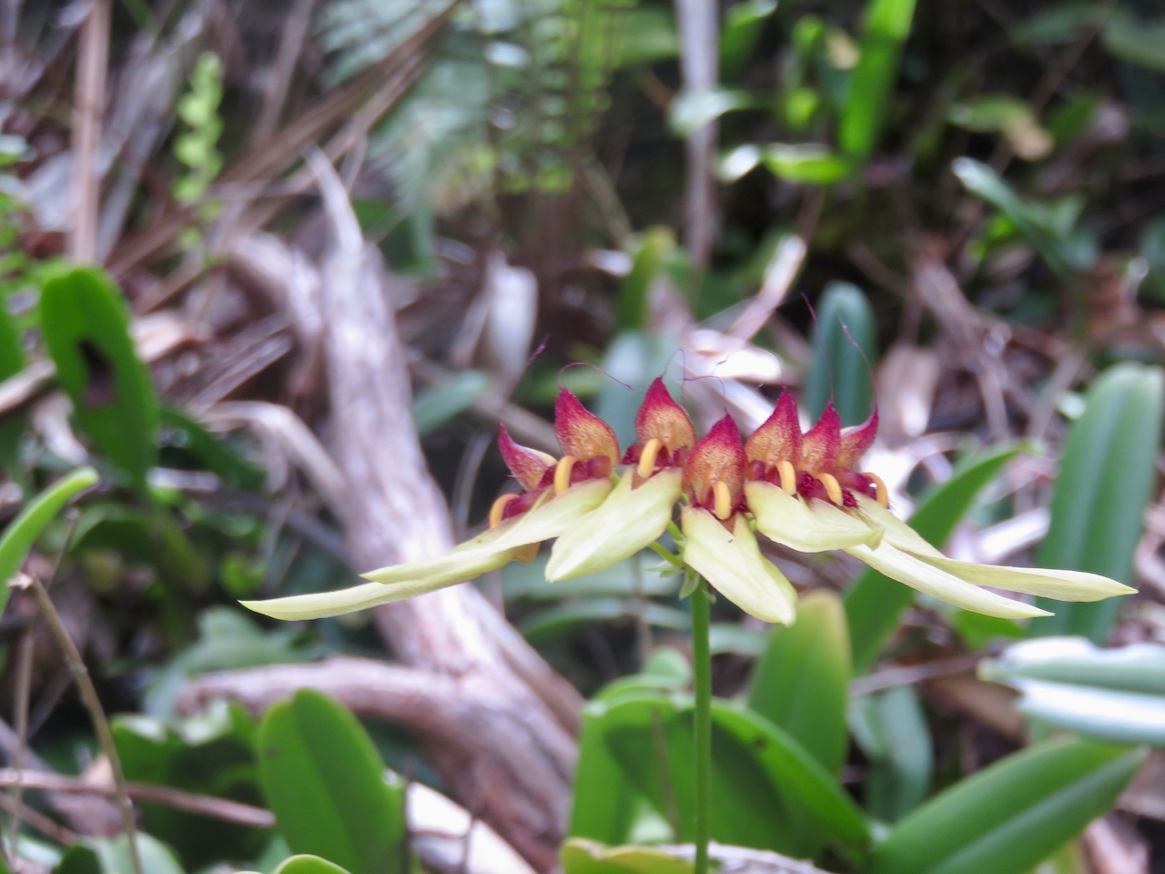                        26. ??? Sous-espèce de Bulbophyllum longiflorum Orchidaceae INDIGENE LA REUNION.jpeg        