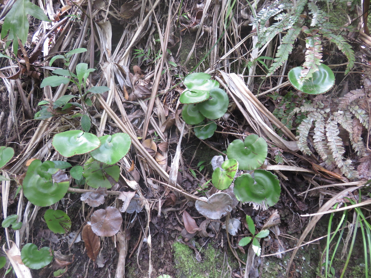                                29. Adiantum reniforme - Fougère tam tam. - Pteridaceae -Endémique - La Réunion, Maurice.jpeg