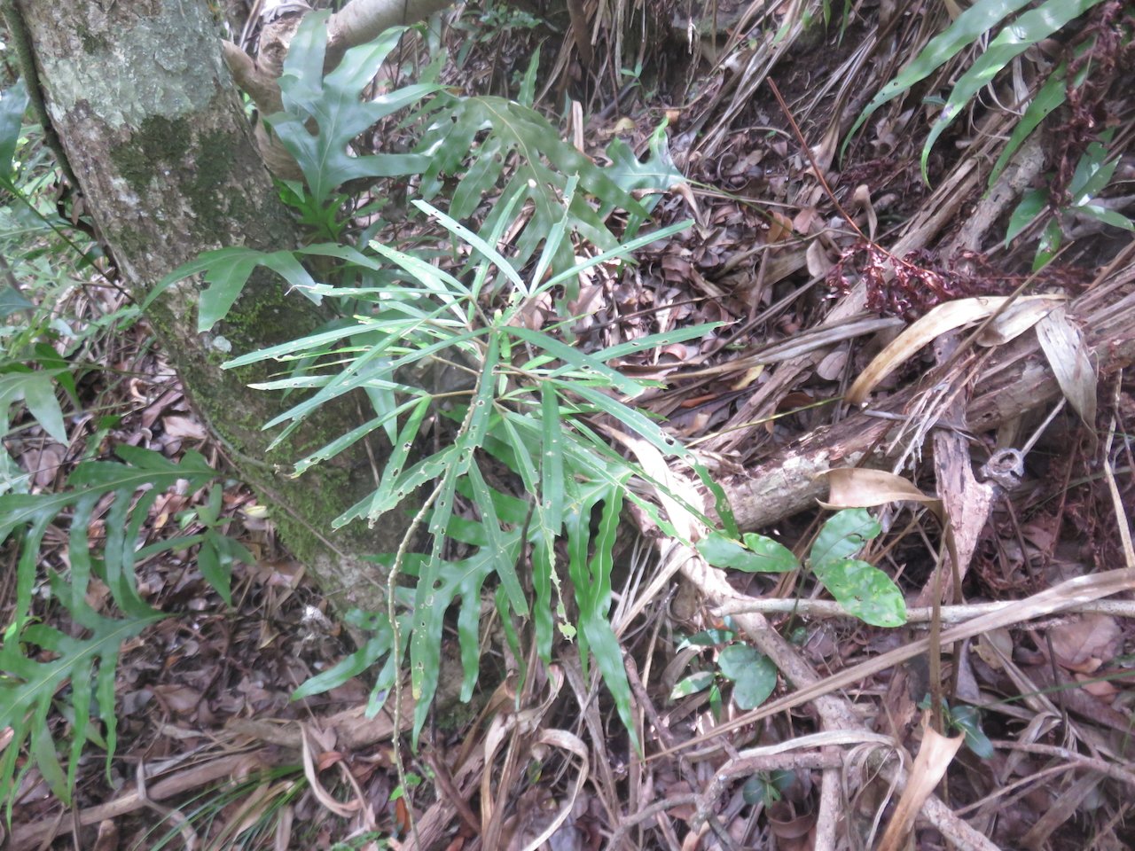            31. Hibiscus boryanus - Foulsapatte marron- Malvacée- B..jpeg                    