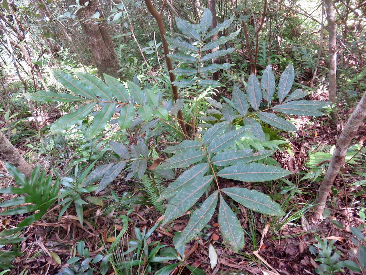                  33. Cossinia pinnata  - Bois de Judas - SAPINDACEE&nbsp; Endémique M.jpeg              