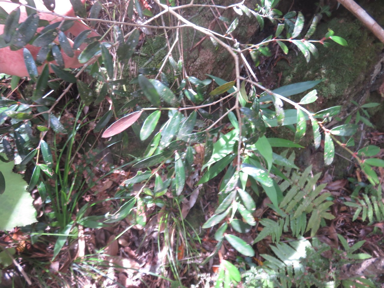           35. Pleurostylia pachyphloea Bois d'olive grosse peau Celastraceae ENDEMIQUE LA REUNION.jpeg                     