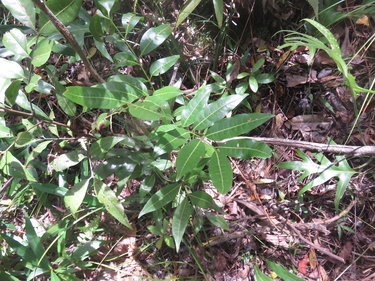         36. Molinaea alternifolia - Tan Georges - SAPINDACEAE - endémique de La Réunion et de Maurice.jpeg                       