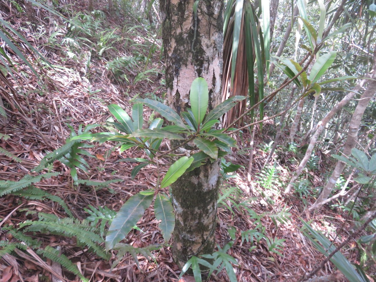             37. Calophyllum tacamahaca Takamaka des hauts Calophyllaceae ENDEMIQUE LA REUNION, MAURICE.jpeg                  