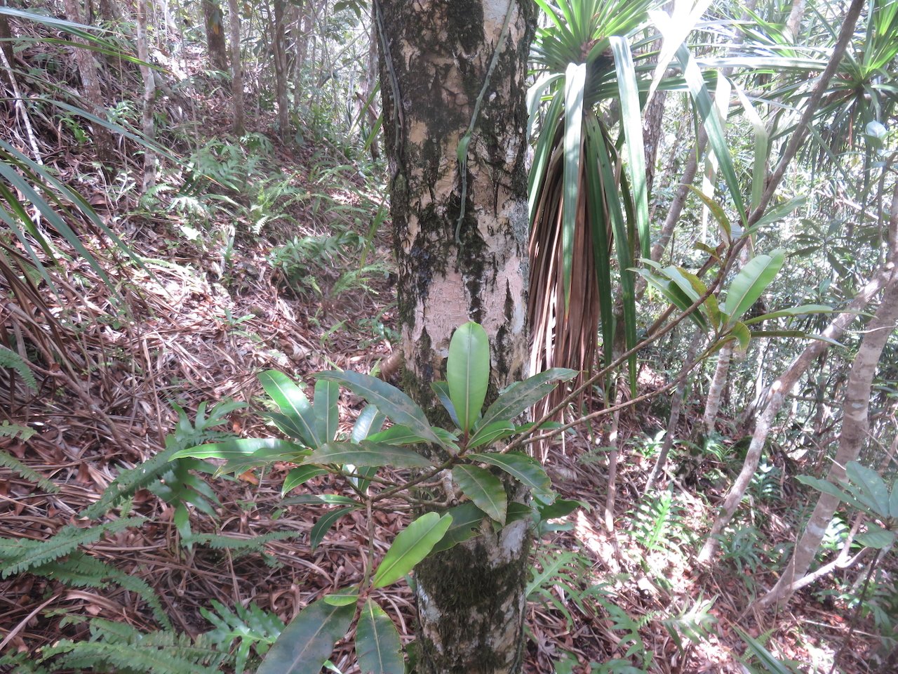                     38. Calophyllum tacamahaca Takamaka des hauts Calophyllaceae ENDEMIQUE LA REUNION, MAURICE.jpeg           