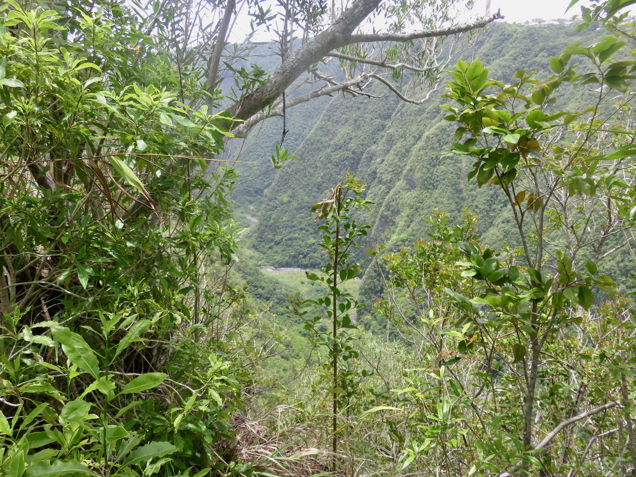          39. Bras de la Plaine.jpeg                      