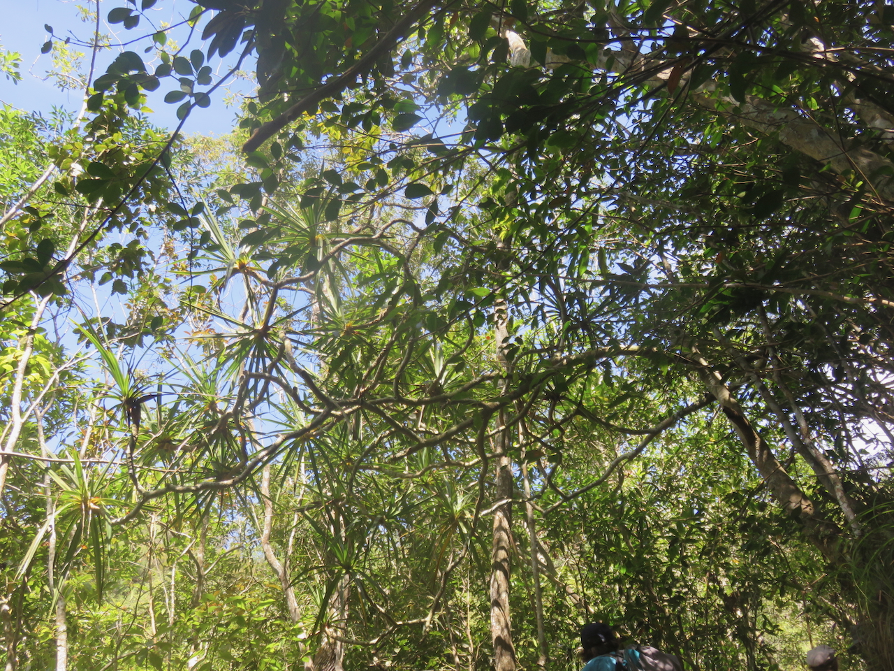                  4. Pandanus sylvestris - Petit Pimpin - Pandanacée - B.jpeg              