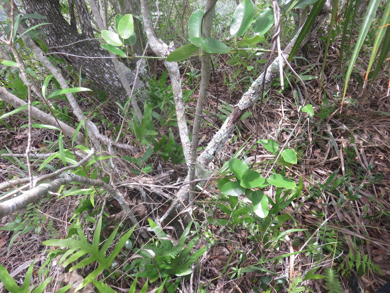                 40.??? Secamone dilapidans Liane de lait Apocynaceae ENDEMIQUE LA REUNION, MAURICE.jpeg               