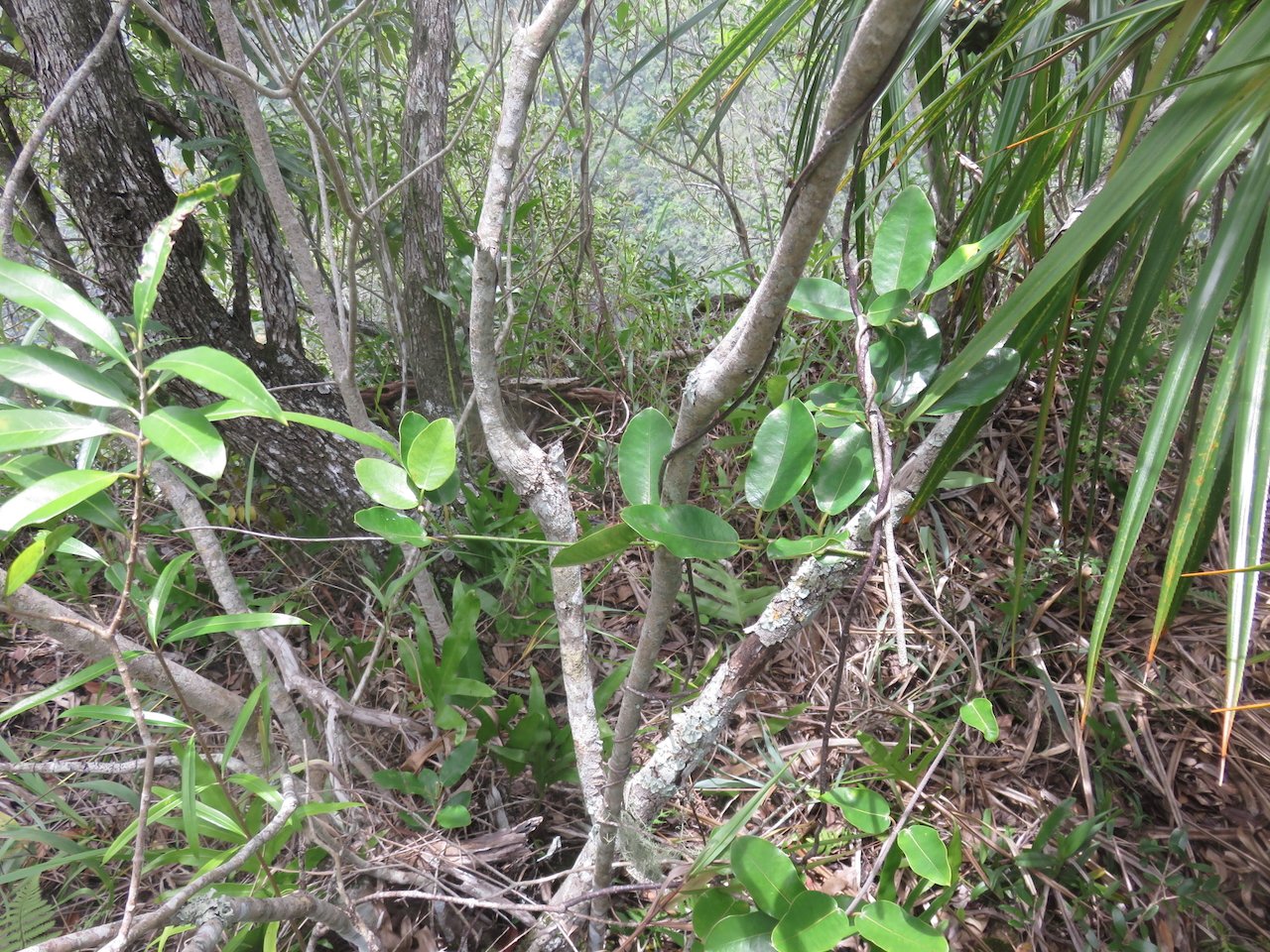                           41. ??? Secamone dilapidans Liane de lait Apocynaceae ENDEMIQUE LA REUNION, MAURICE.jpeg     