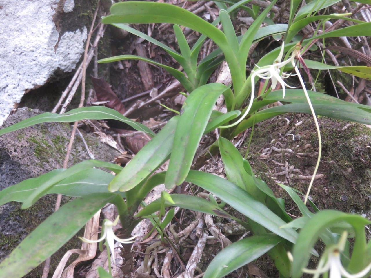                      48 . Jumellea recta - Faux faham - ORCHIDACEAE - indigène Réunion REU MAU MADA.jpeg          