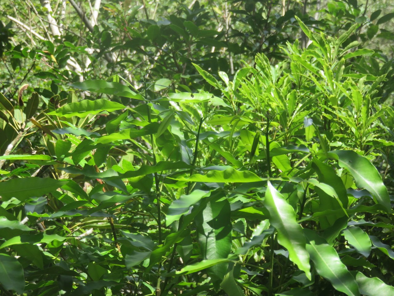             5. Au premier plan  Vepris lanceolata - Patte poule Saint-Leu - Rutaceae..jpeg                   