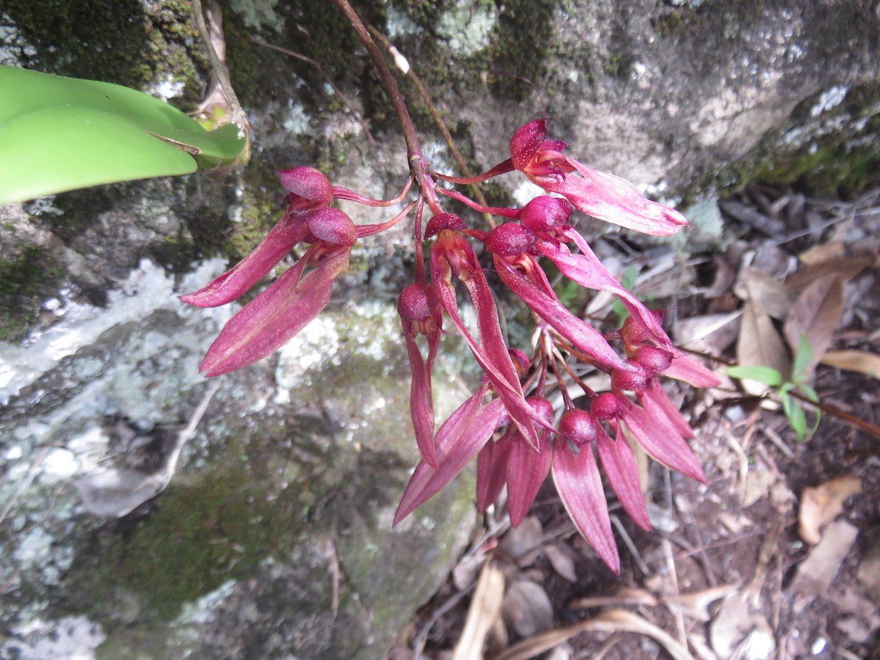        50. Bulbophyllum longiflorum Orchidaceae INDIGENE LA REUNION.jpeg                        