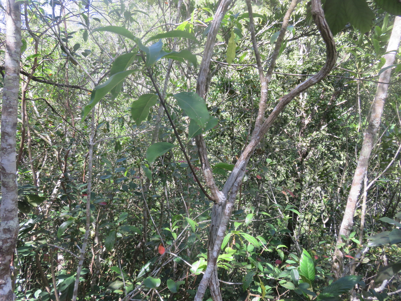           6. Danais fragrans - Liane jaune ou Lingue noir - RUBIACEE.jpeg                     