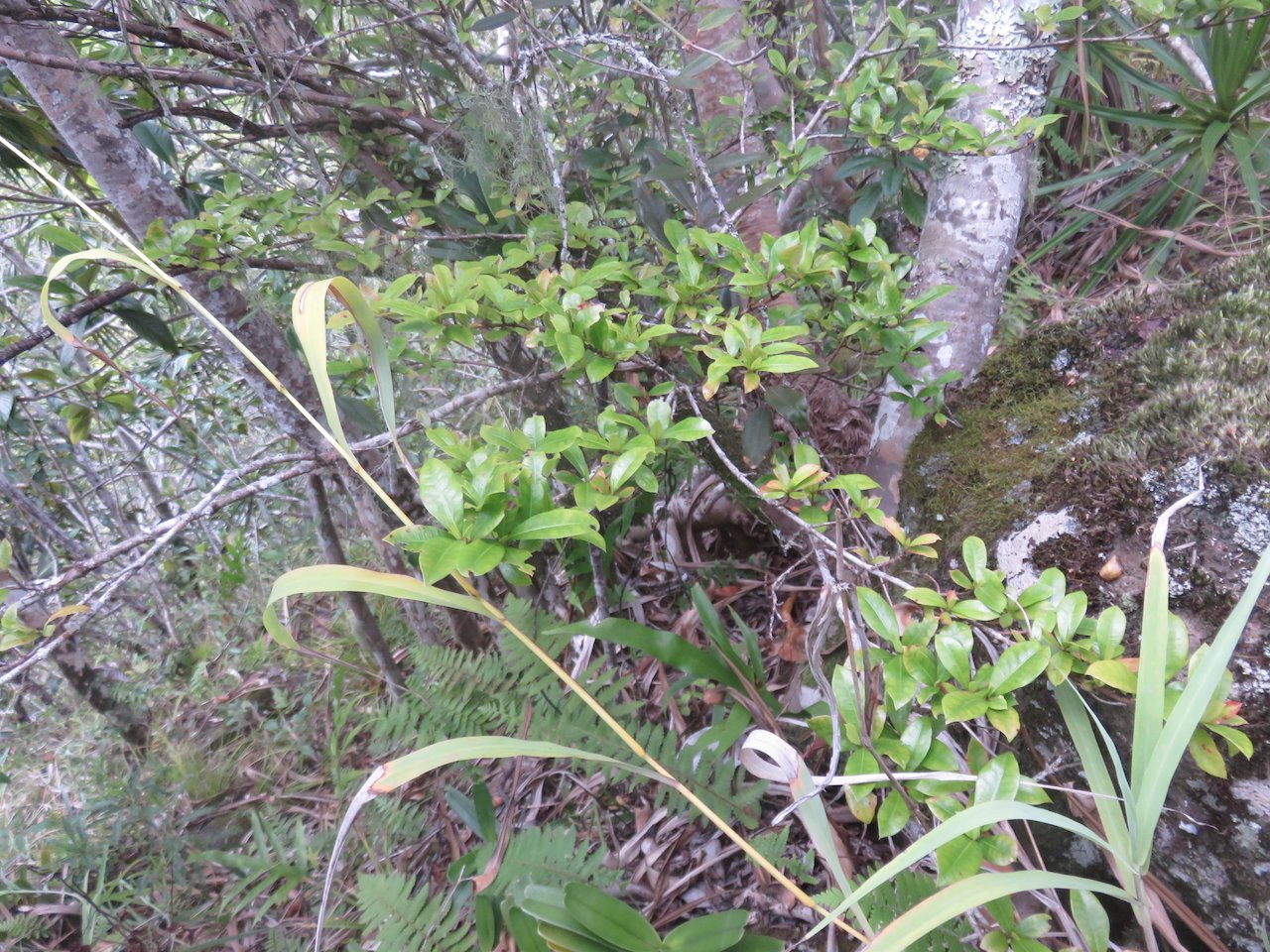              62. Myonima obovata Bois de prune rat Rubiaceae ENDEMIQUE LA REUNION.jpeg                  