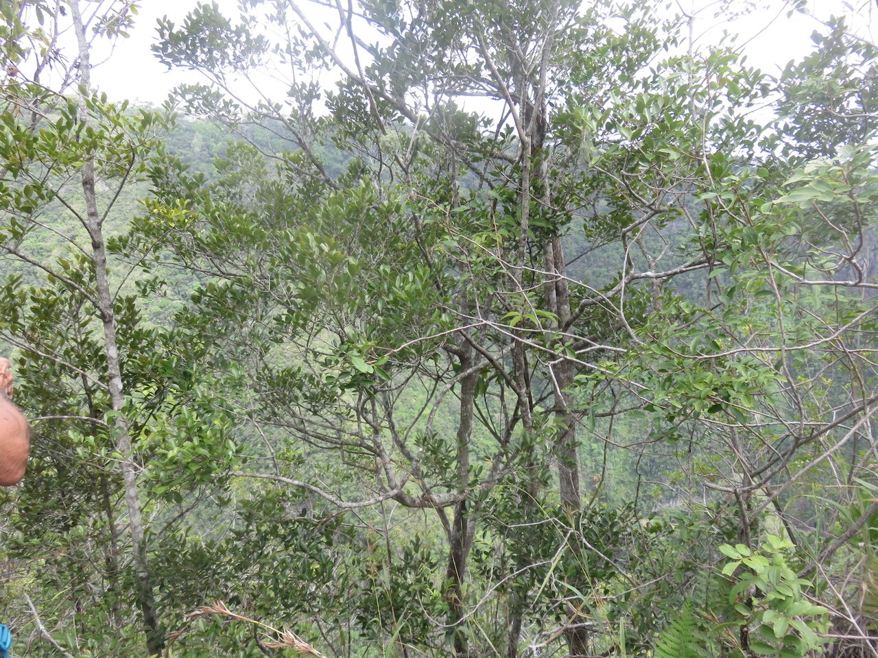             64. Pleurostylia pachyphloea Bois d'olive grosse peau Celastraceae ENDEMIQUE LA REUNION.jpeg                   