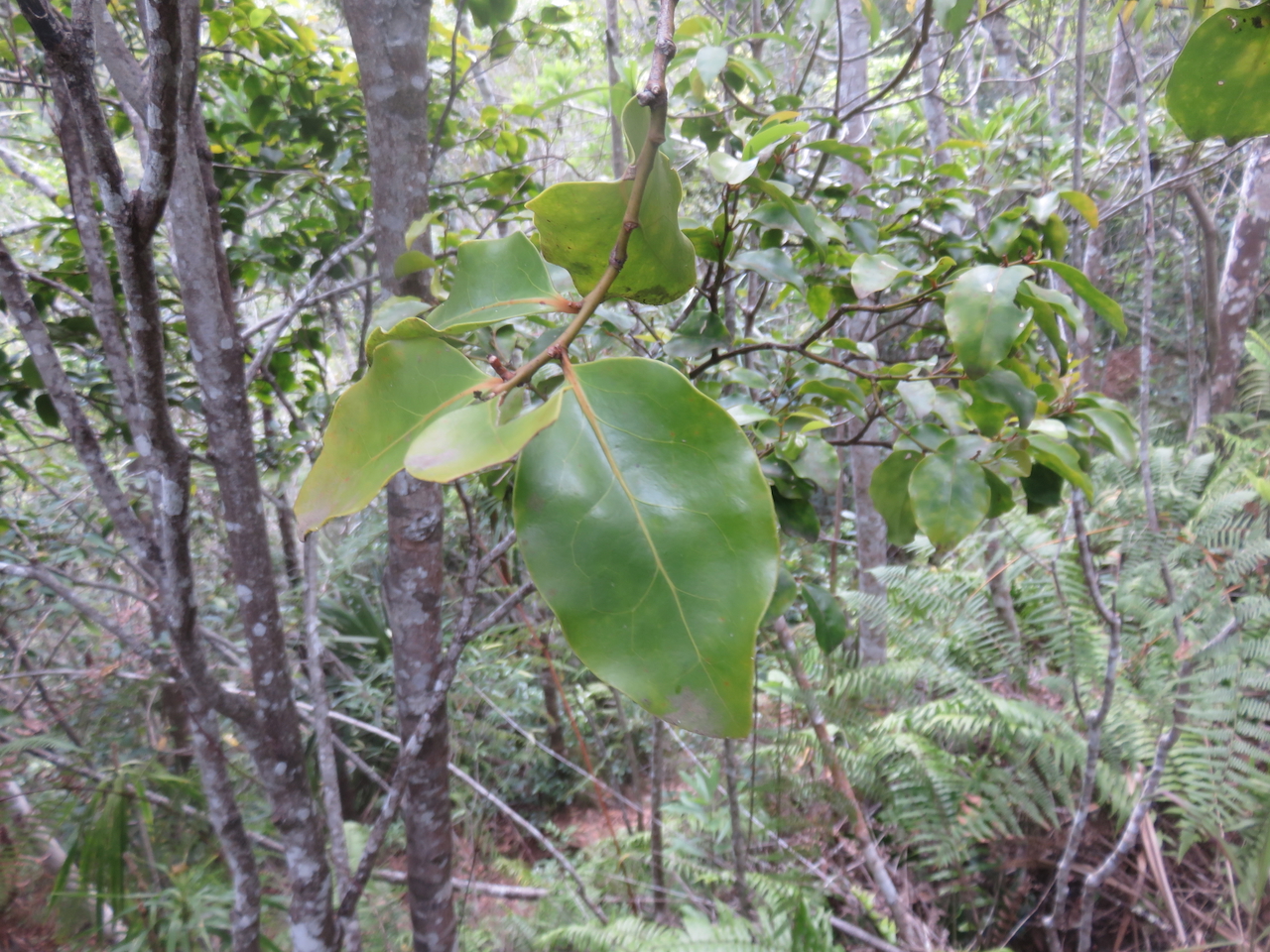                         65. Olax psittacorum- Bois d'effort - Olacacee - Endémique Réunion Maurice.jpeg       