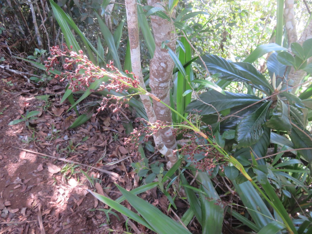                 7. Machaerina iridifolia - Paille sabre - Cyperaceae - Endémique La Réunion et Maurice.jpeg              