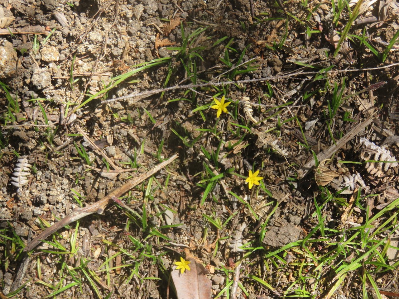            9. Hypoxis angustifolia - HYPOXIDAC..jpeg                    