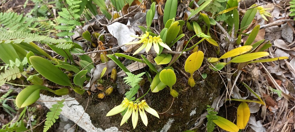 Bulbophyllum_longiflorum-EPIDENDROIDEAE-Indigene_Reunion-20251216_111253.jpg