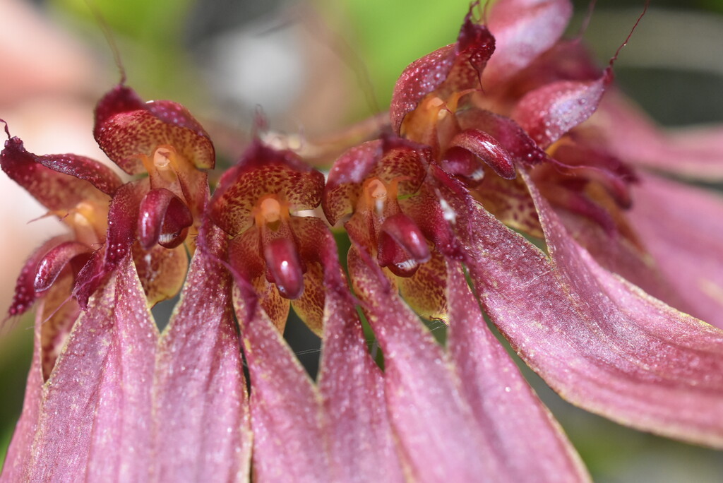 Bulbophyllum_longiflorum