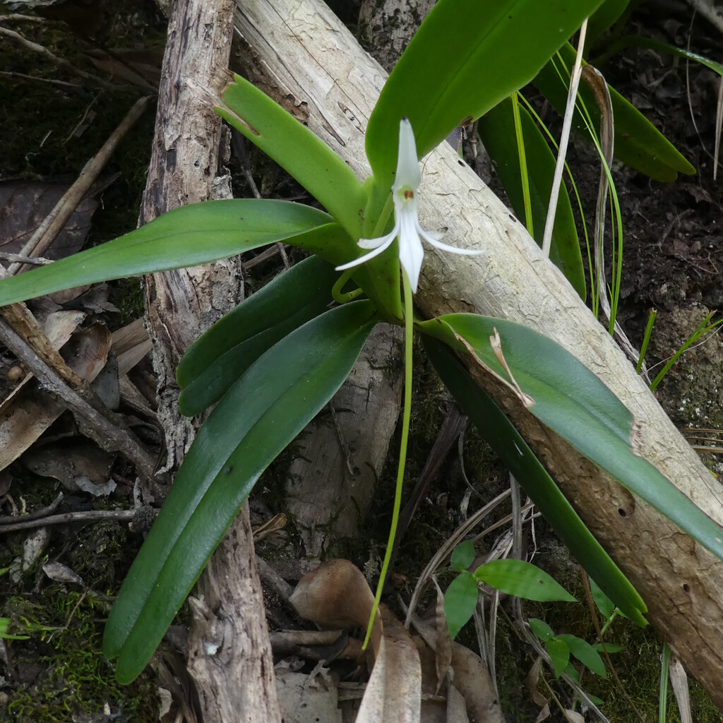Jumellea_recta-EPIDENDROIDEAE-Indigene_Reunion-P1100856.jpg