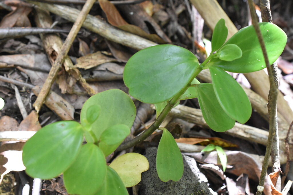 Peperomia_portulacoides-Pourpier_marron-PIPERACEAE-Endemique_Reunion_Maurice-MB4_2636.jpg