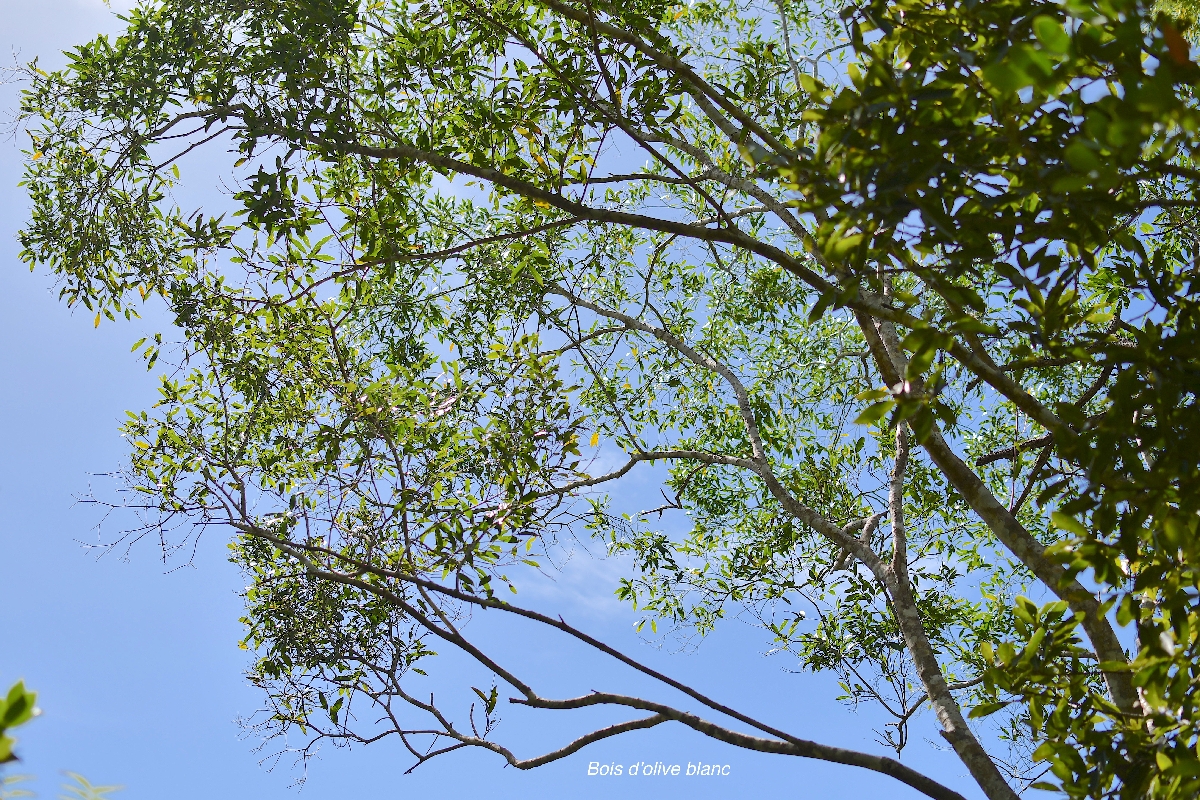 11 Olea lancea Bois d'olive blanc Oleaceae INDIGENE LA REUNION 