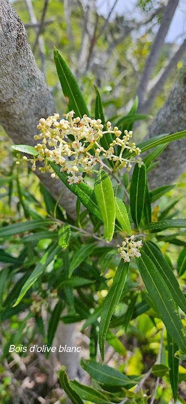 12 Olea lancea Bois d'olive blanc Oleaceae INDIGENE LA REUNION .jpeg