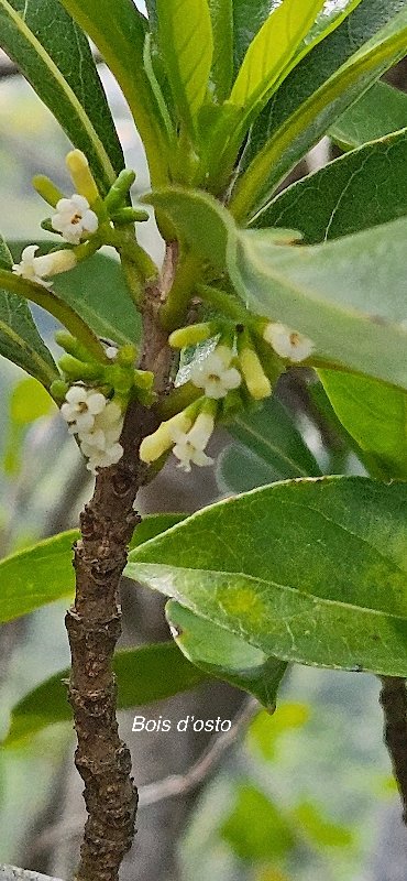 15 Antirhea borbonica Bois d'osto Rubiaceae INDIGENE LA REUNION .jpeg