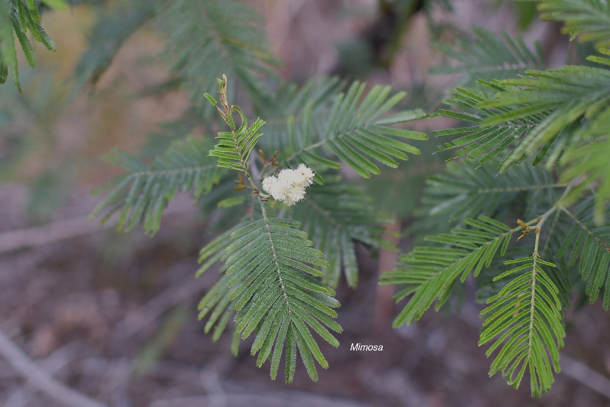 16 Acacia mearnsii mimosa Fabaceae E E .jpeg