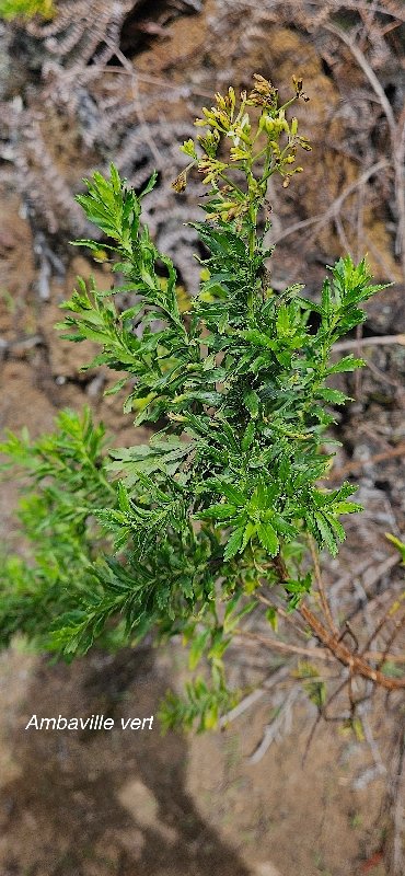 17 Hubertia ambavilla Ambaville vert Asteraceae ENDEMIQUE LA REUNION, MAURICE .jpeg