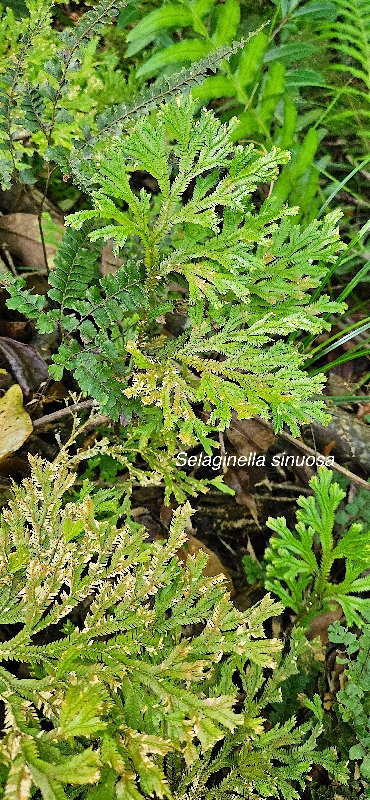 2 Selaginella sinuosa Selaginellaceae ENDEMIQUE LA REUNION, MAURICE .jpeg