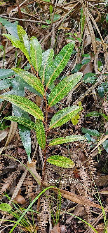 23 Olax psittacorum Bois d'effort Olacaceae ENDEMIQUE LA REUNION, MAURICE .jpeg