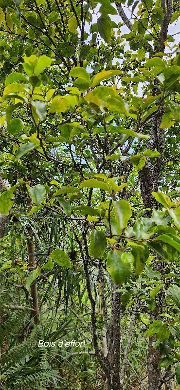 24 Olax psittacorum Bois d'effort Olacaceae ENDEMIQUE LA REUNION, MAURICE .jpeg