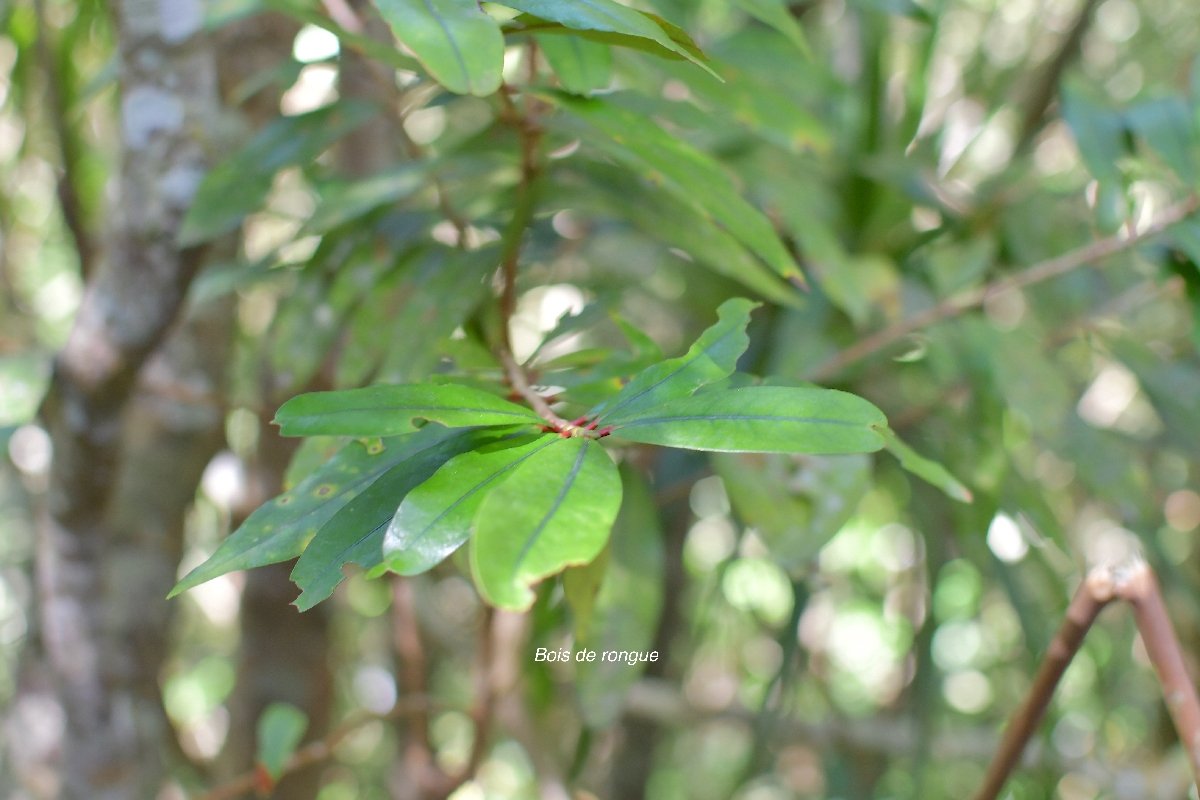 25 Erythroxylum laurifolium Bois de rongue Erythroxylaceae ENDEMIQUE LA REUNION .jpeg