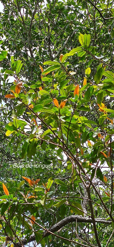 26 Erythroxylum laurifolium Bois de rongue Erythroxylaceae ENDEMIQUE LA REUNION .jpeg