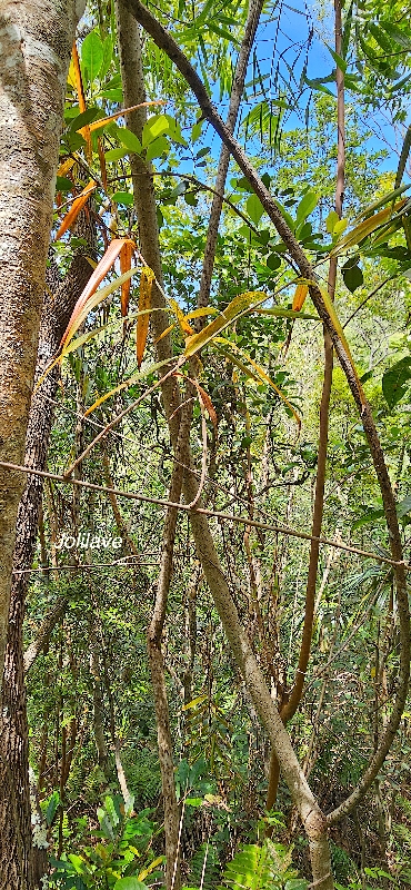 27 Flagellaria indica Jolilave Flagellariaceae INDIGENE LA REUNION .jpeg