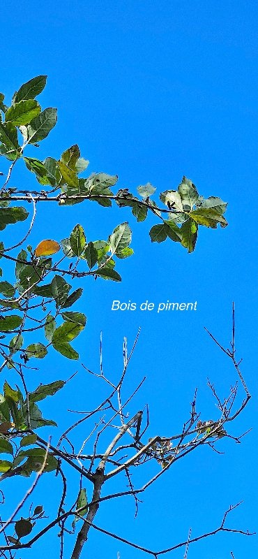 3 Geniostoma borbonicum bois de piment Loganiaceae ENDEMIQUE LA REUNION, MAURICE .jpeg