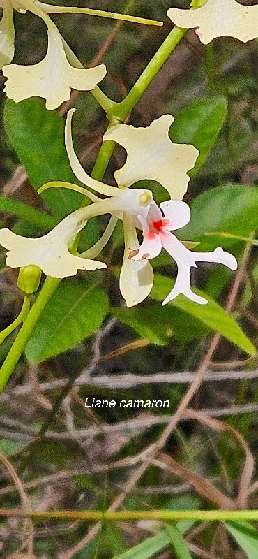 30 Cryptopus elatus Liane camaron Orchidaceae ENDEMIQUE LA REUNION, MAURICE .jpeg