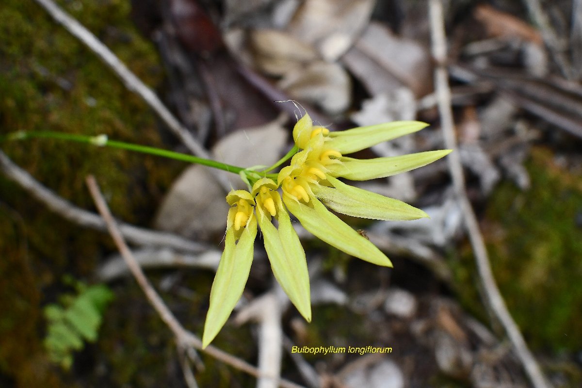 33 Bulbophyllum longiflorum Orchidaceae INDIGENE LA REUNION .jpeg