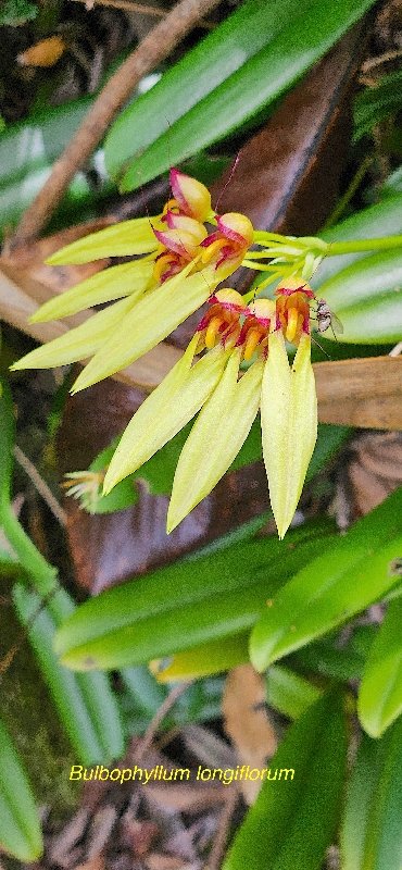 34 Bulbophyllum longiflorum Orchidaceae INDIGENE LA REUNION .jpeg