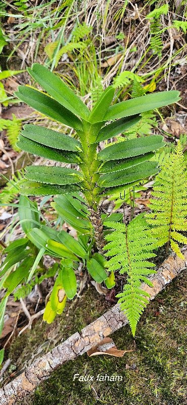 38 Jumellea recta Faux faham Orchidaceae ENDEMIQUE LA REUNION, MAURICE .jpeg