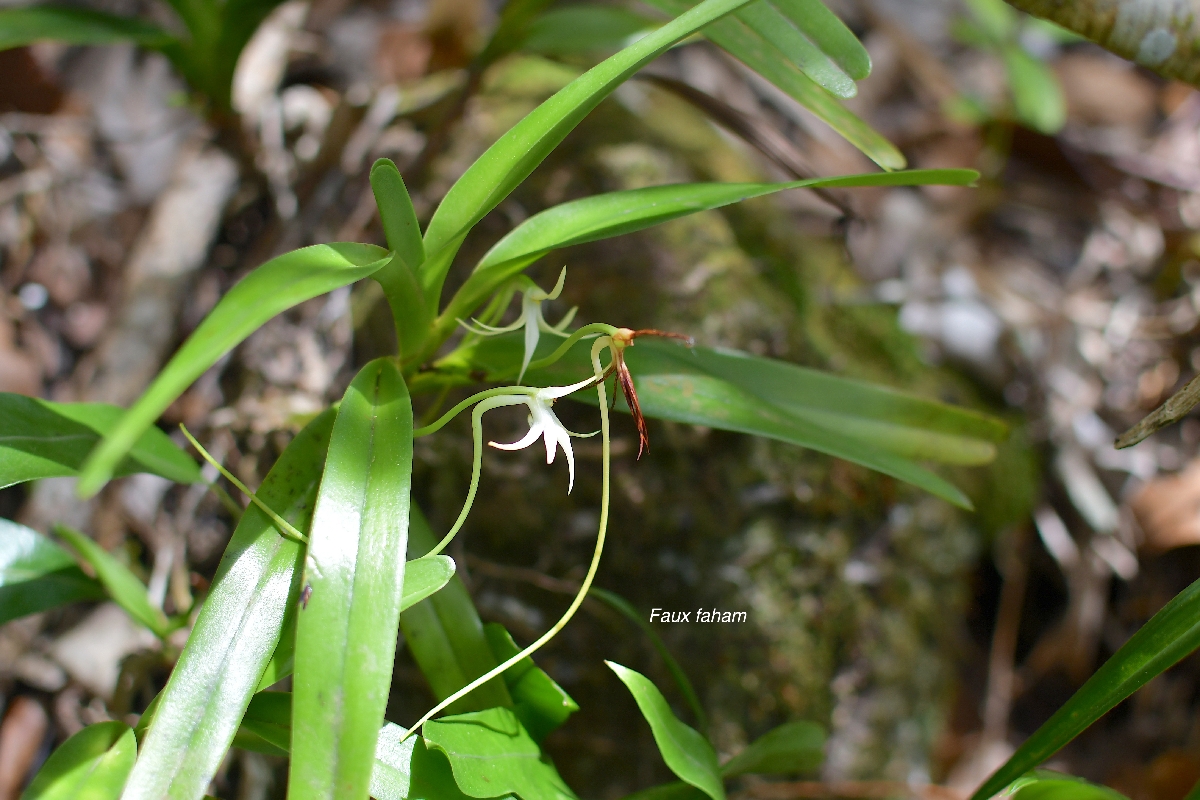 39 Jumellea recta Faux faham Orchidaceae ENDEMIQUE LA REUNION, MAURICE .jpeg